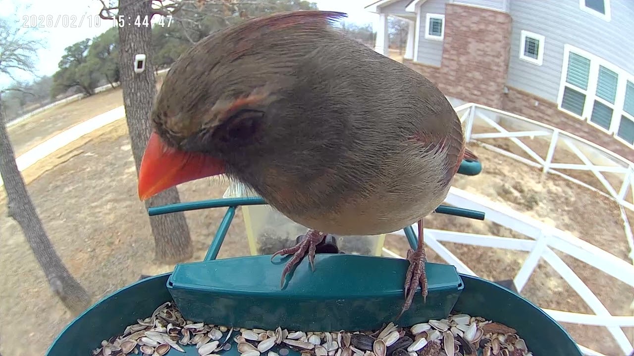 Cardinal Couple Share Feeder