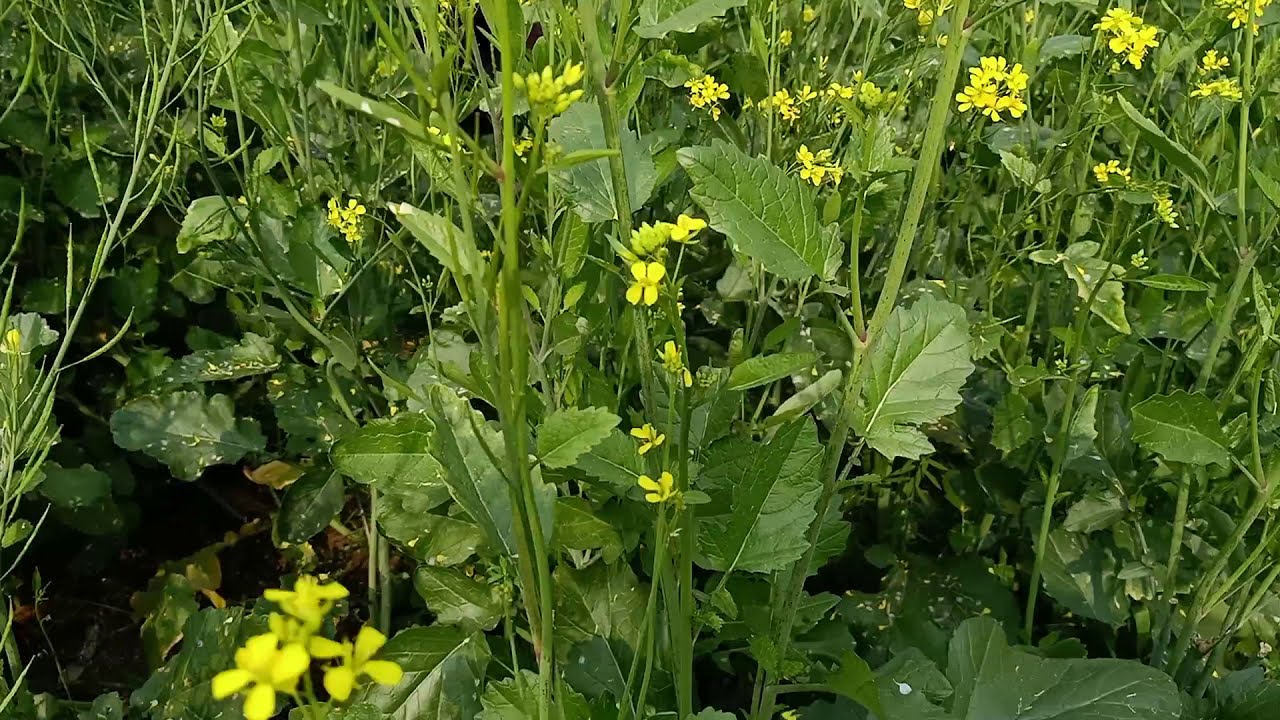 Sarson ka khet part 1