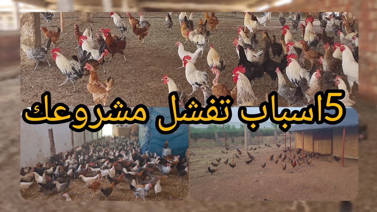 تعرف علي 5 اسباب فشل المشروع 🐔🦃🥚🪺