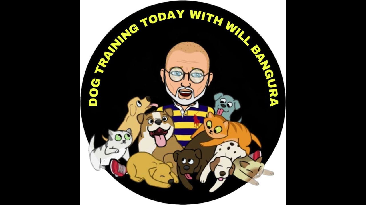 Transforming Dog Training: The Power of Positive Reinforcement Over Punishment