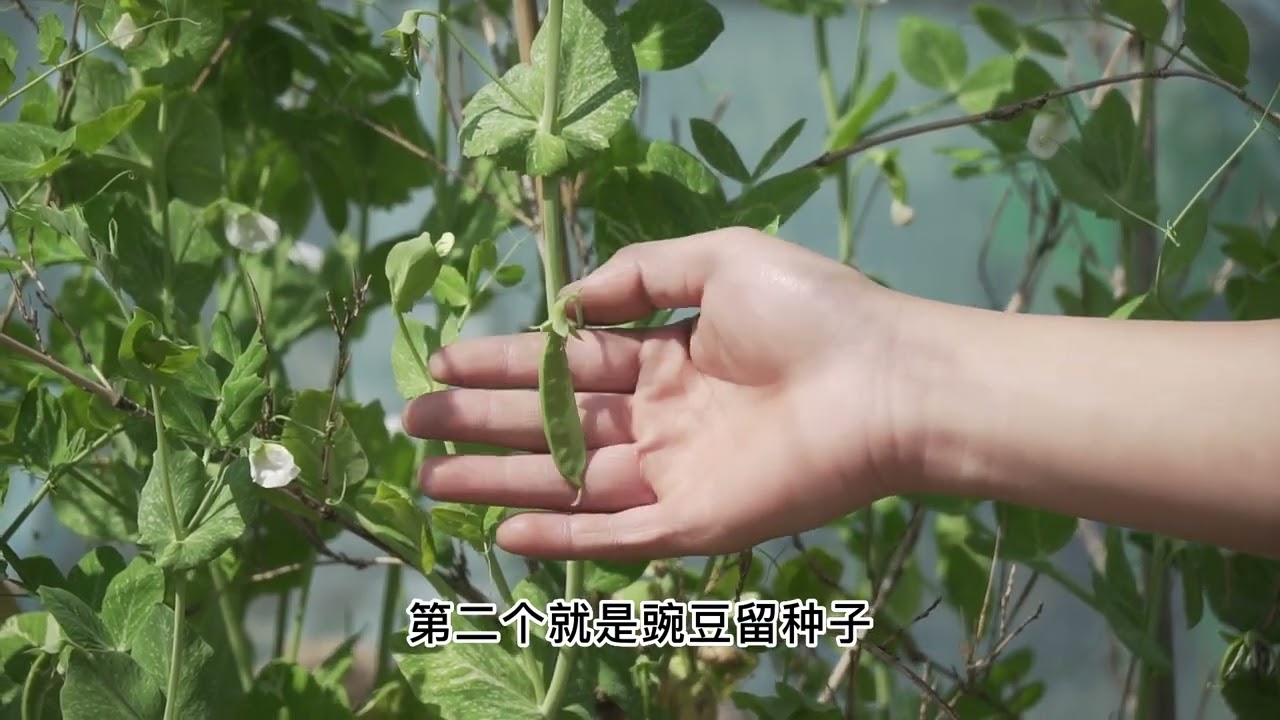 豌豆如何留种，哪部分才是高质量种子