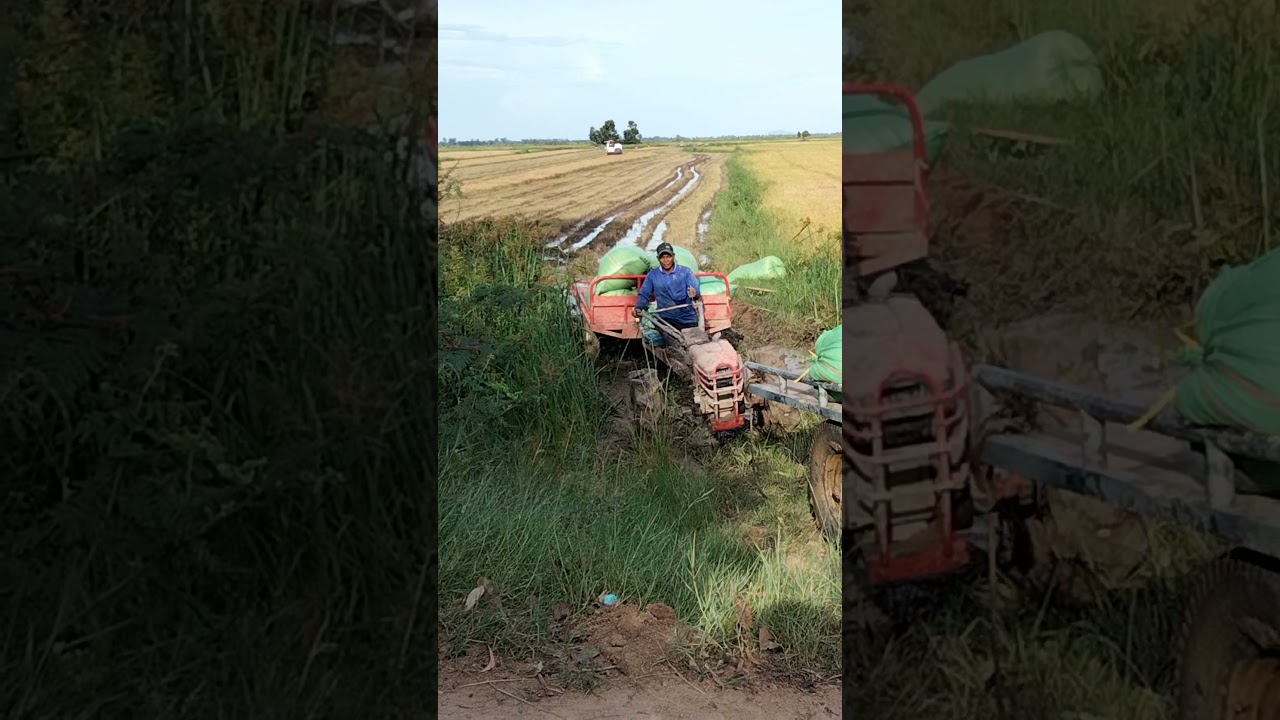 Best Tractor transport rice 