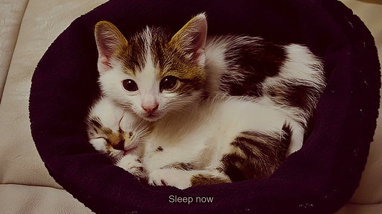 ความสุขล้วน ๆ ในทุกเฟรมฟูฟ่อง 😺🎞️