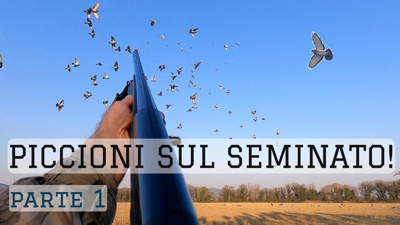 Contenimento piccione torraiolo! -- Caccia al piccione -- Hunting Pigeon -- Caza Paloma