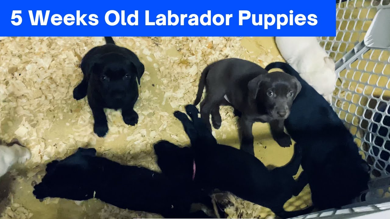 Choosing a Labrador Puppy From Litter | 5 Weeks Old Labrador Puppies | Hard to Pick