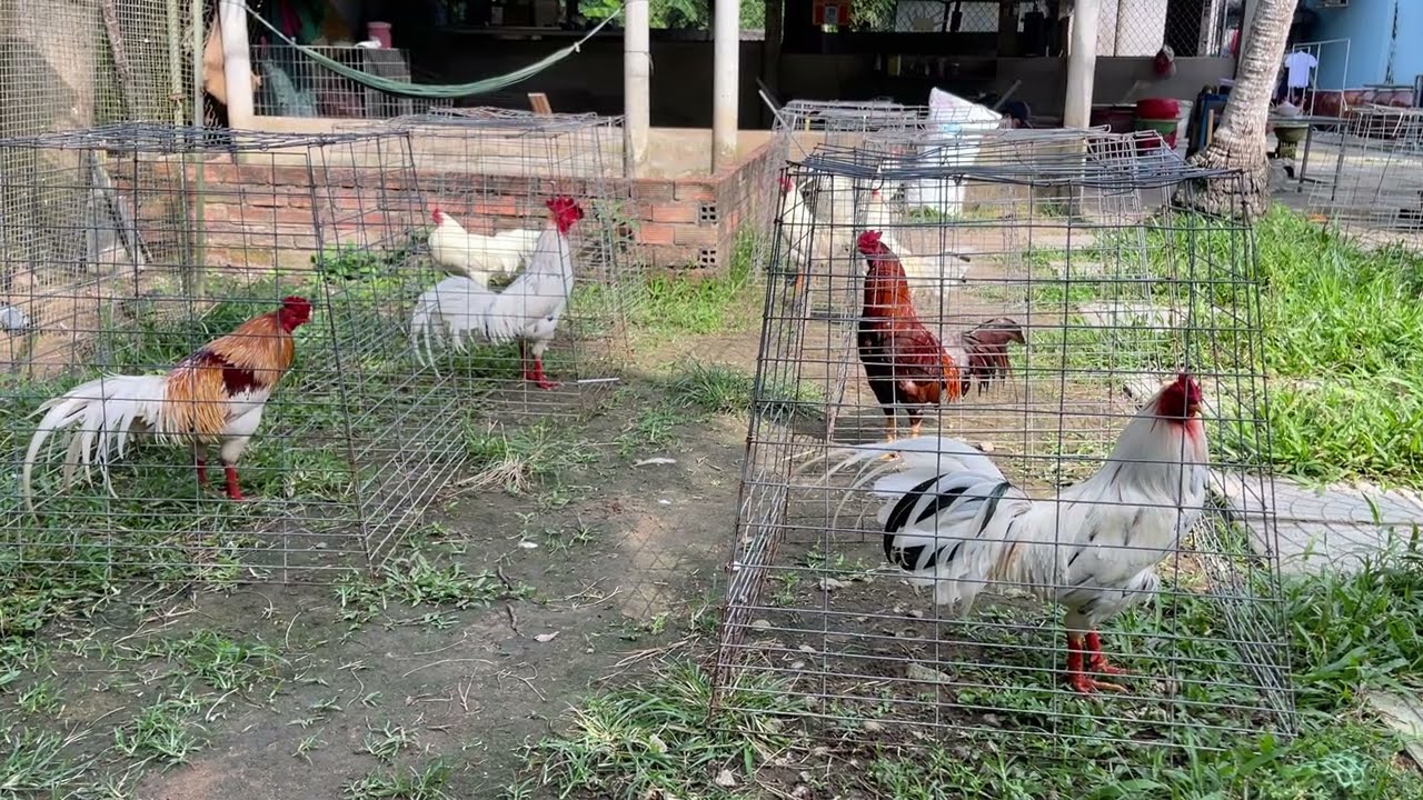 Ngày 30/01/2026 top 3 thí sinh có nước nuôi sẵn loại giỏi hữu nghị tầm trung / đăng kí kênh nha ae .