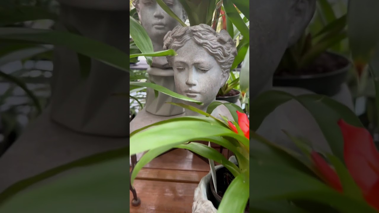 Plant Shop Tour:#plants #beautiful #planters #youtubeshorts