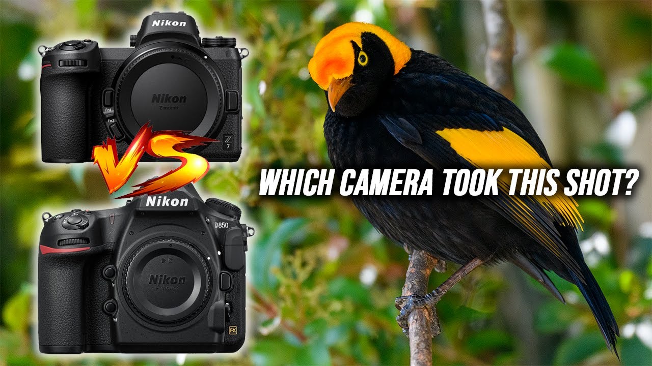 Nikon Z7 vs Nikon D850 Bird Photography | Surprising Results!