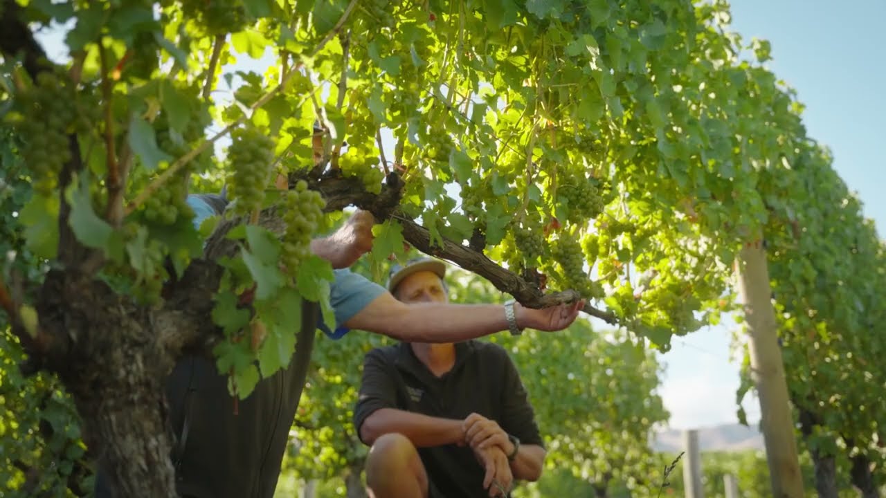 Long spur pruning as an alternative to cane pruning for Sauvignon blanc in Marlborough