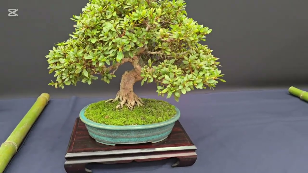 Congreso Portugués de Bonsai