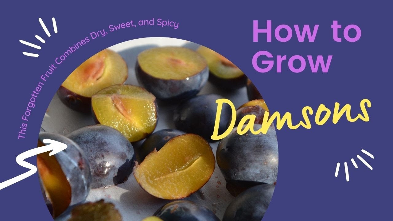 Damson Plums: This Forgotten Fruit Combines Dry, Sweet, Spicy, and Bitter (and makes great gin!)