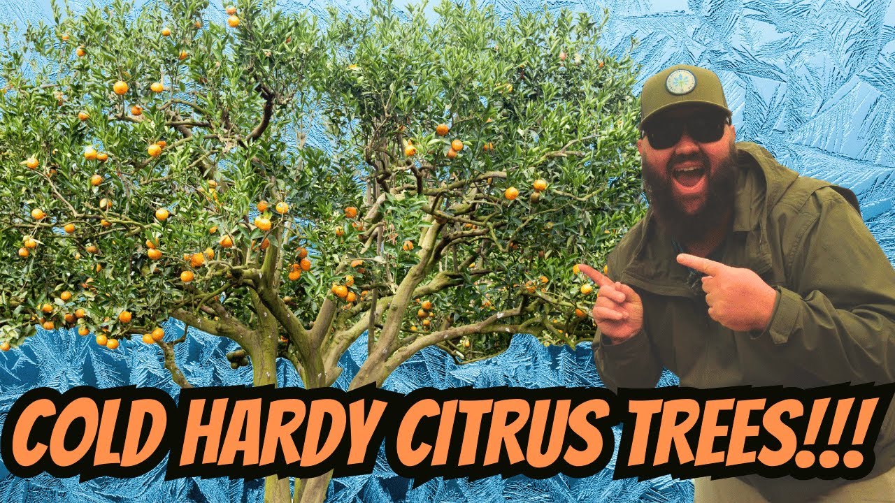 Cold Hardy Citrus Trees! | Planting My Arctic Frost Satsuma Tree