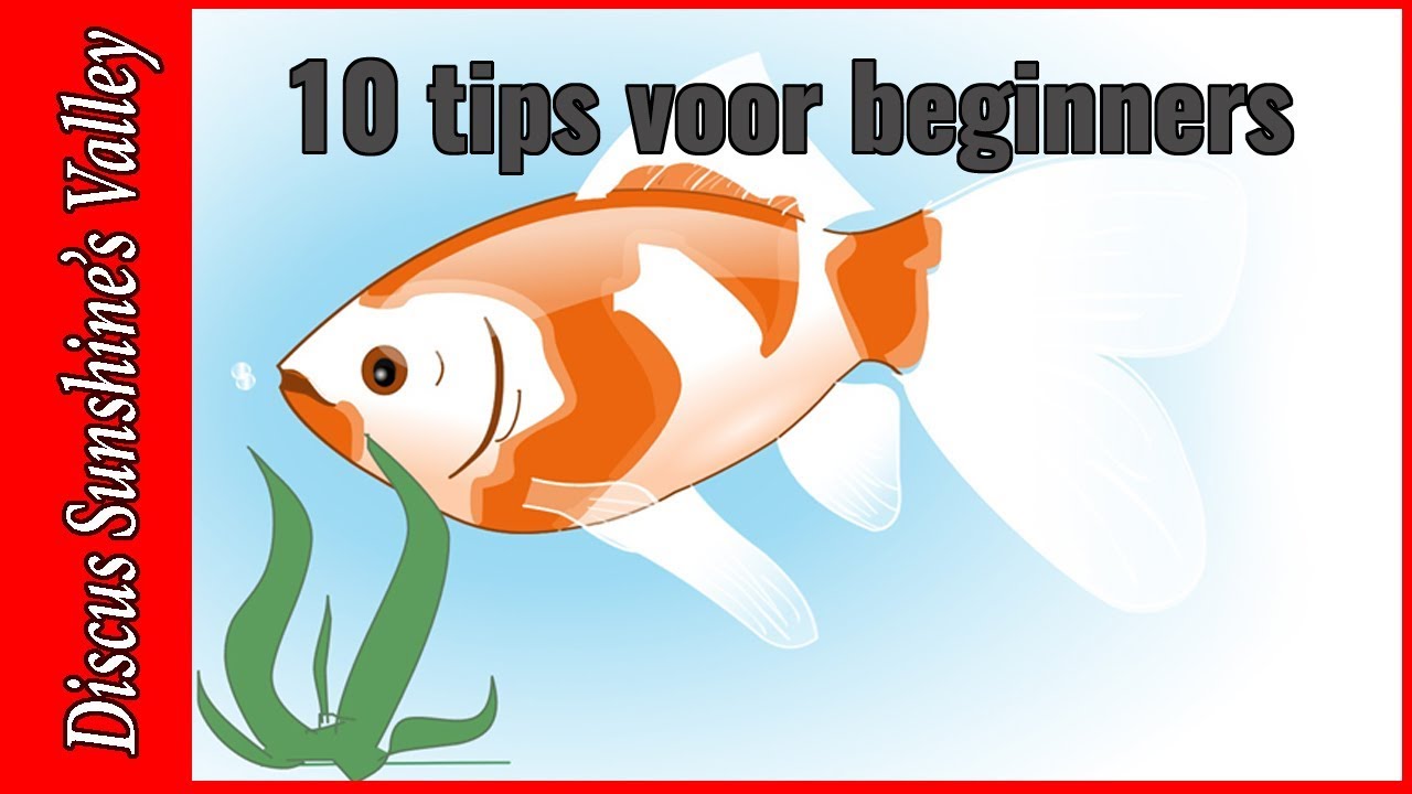Top 10 tips voor beginners: Aquarium houden gemakkelijk gemaakt! | Aquarium Sunshine Valley
