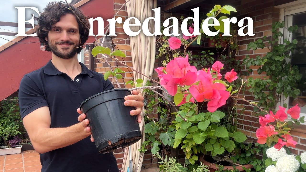 Mejores Trepadoras en MACETA | Terraza y jardín