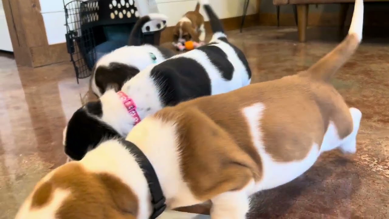 Evelyn/Dio basset hound puppies 6 wks old!