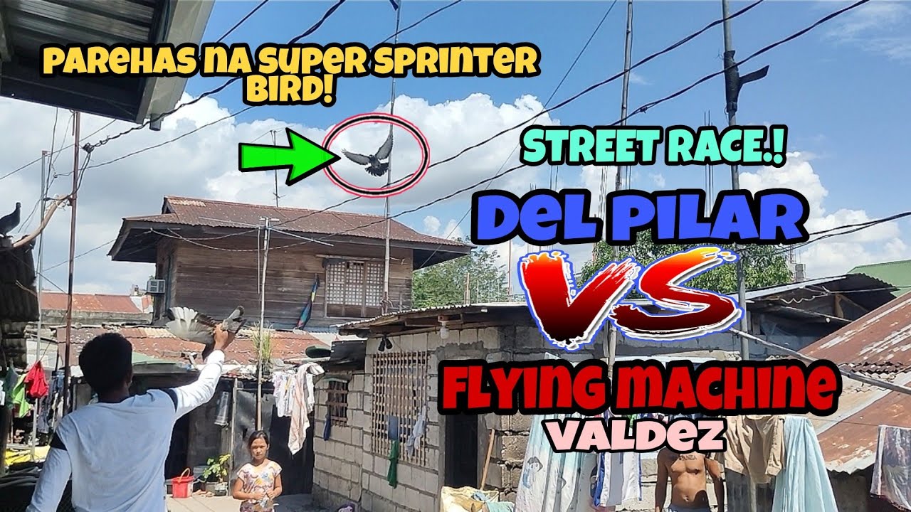 SPRINTER FIGHT! | DEL PILAR VS FLYING MACHINE | PIGEON RACING PHILIPPINES