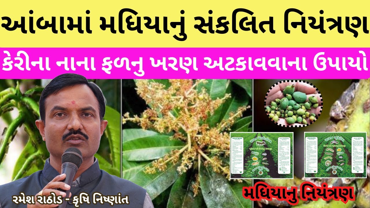 આંબા માં મધિયા જીવાત નું નિયંત્રણ અને ફળ ખરતા અટકાવવા ના ઉપાય | Mango hopper and fruit dropping