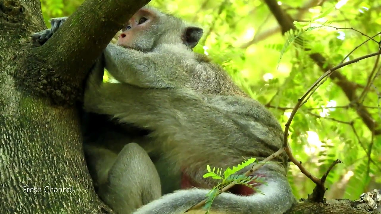 Hot News, Pregnancy Jane Monkey, Poor Jane Monkey, Lovely Jane Monkey #895