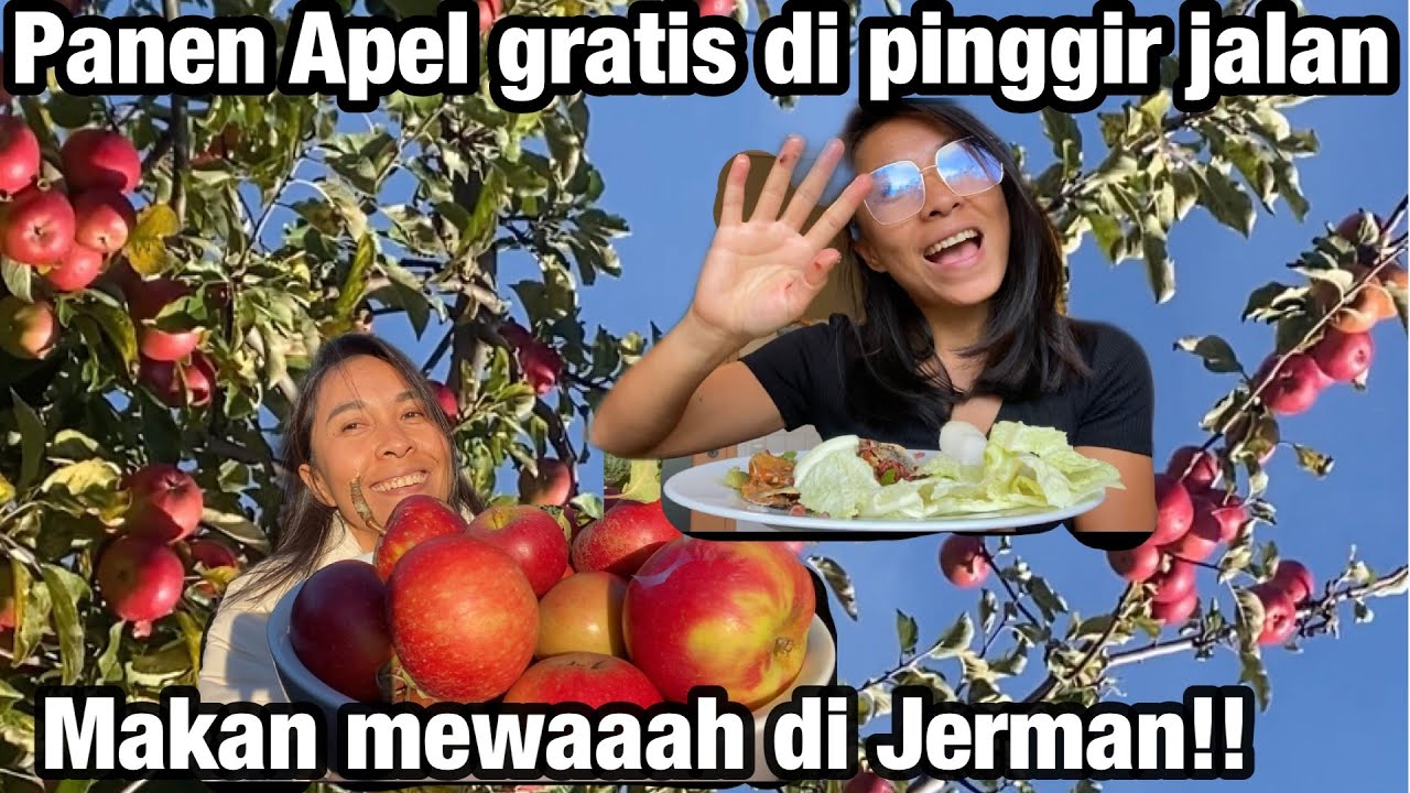 PANEN APEL GRATIS LAGI DI JERMAN | MAKAN MEWAH TEMPE PENYET BALADO #hidupdijerman #jermanindonesia