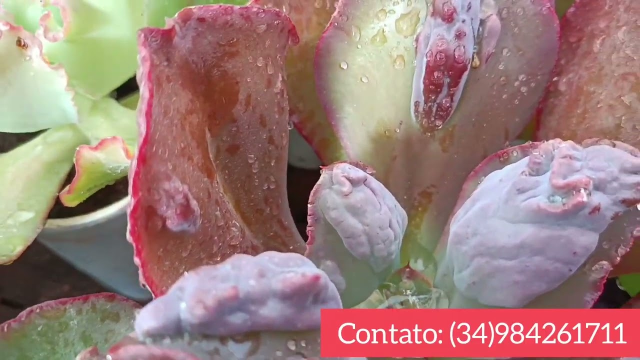 Temos Kits na promoção 🏃