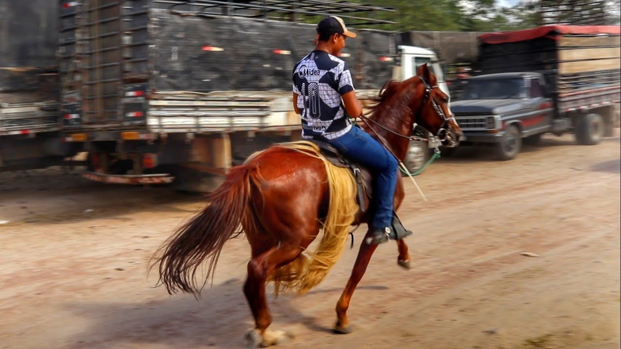 FEIRA DE CAVALO EM CARUARU PE!! CAVALO DE PATRÃO HOJE!! 19/10