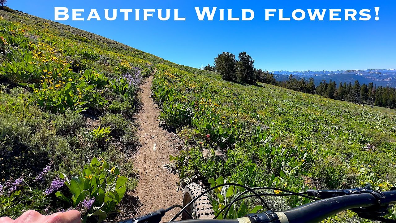 Is this the BEST MTB loop trail in South Lake Tahoe???  Armstrong Pass to Mr. Toad’s Wild Ride.
