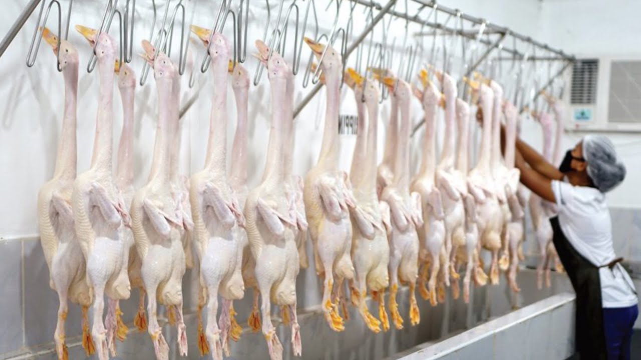 Choosing the Best Farm Livestock Animals to Raise!! QUAILS and Ducks, Which is More Profitable?