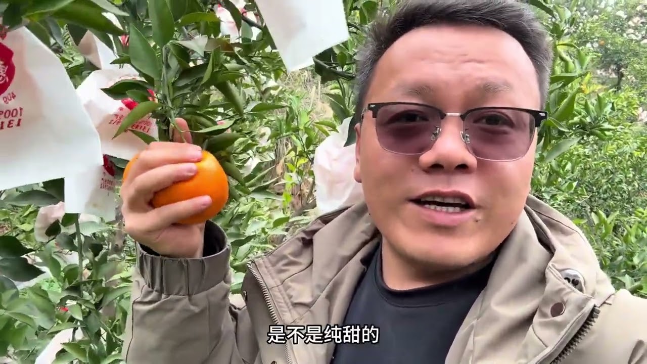 来四川十几天了，终于找到了耙耙柑，就2000单，卖完回家过年 #四川耙耙柑