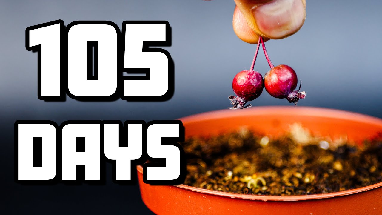 From Fridge to Life: Watch This Crabapple Tree Grow (Time-Lapse)