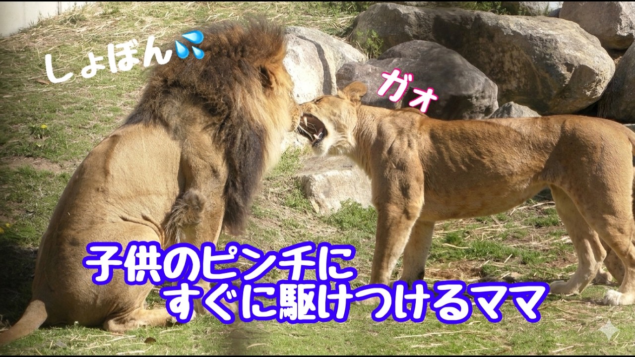 【のんほいパークライオン】ピンチの時にすぐに駆けつけるシルクママ