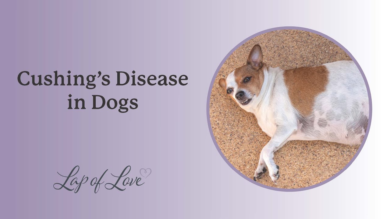 Dr. Mary Gardner Discusses Cushing's Disease in Dogs
