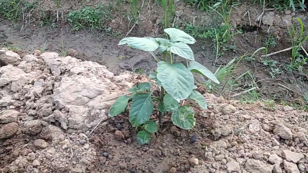 omset ratusan ribu dari menanam sayuran ini  #pertanian #suksesusiamuda #petanimilenial