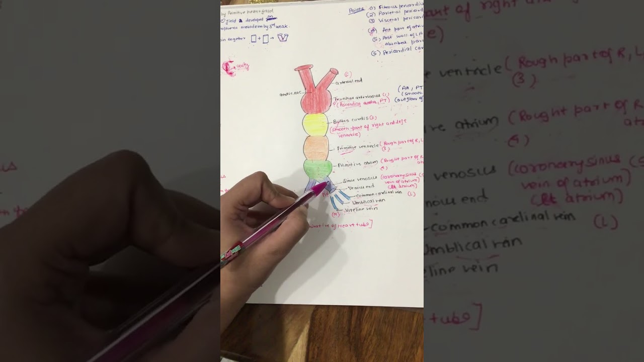 Development of heart ❤️ (Embyrology )