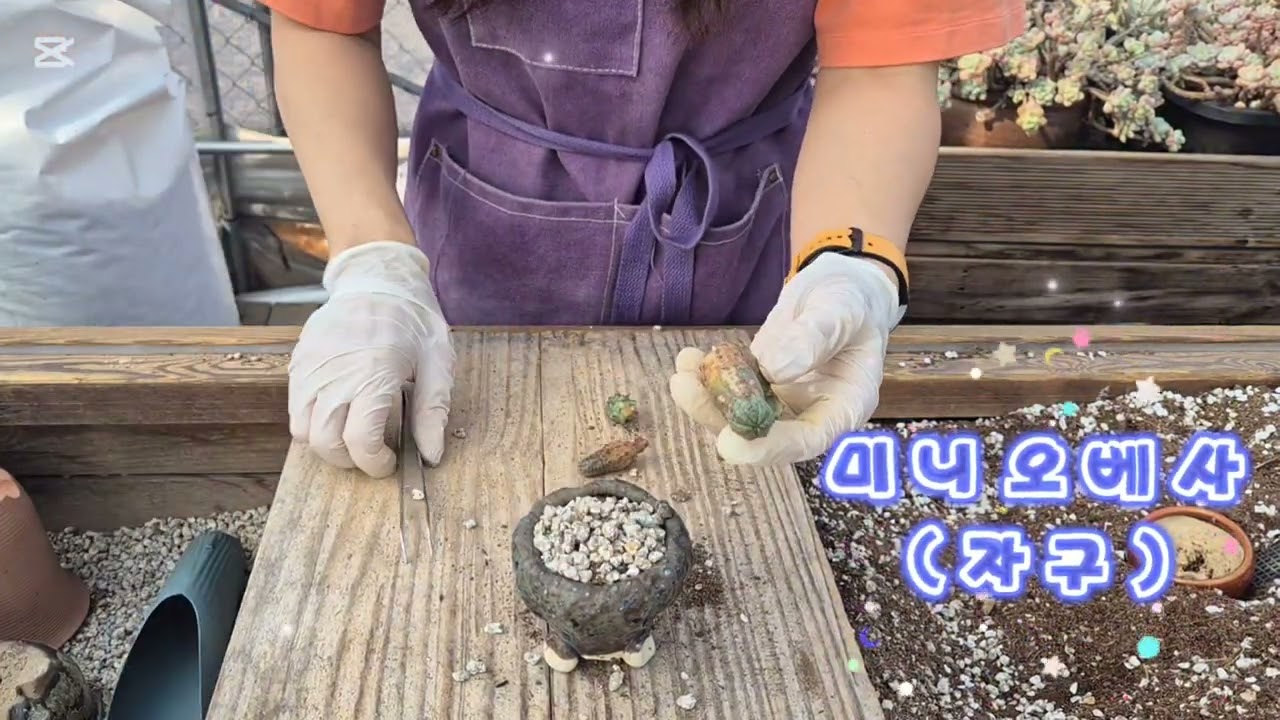다육이분갈이 #succulent # 창 #매창 #국민이 #묵은둥이 #묵둥이 #식집사 #반려식물 #힐링