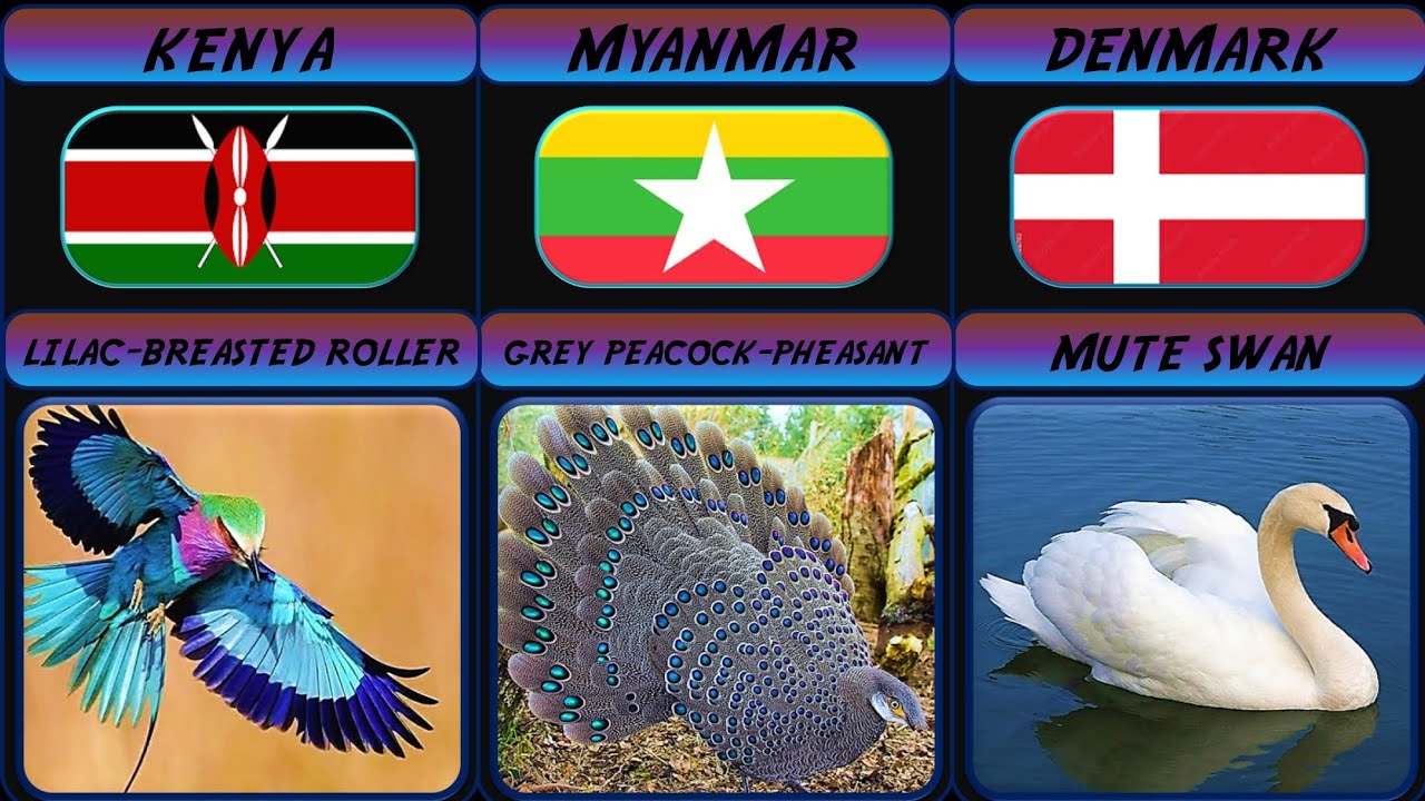National Birds From Around the World 🦜🌍 (still surprised grey peacock do exist 😳🦚)