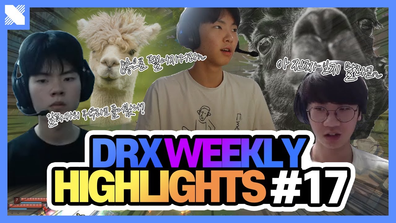 DRX에는 '알파카의 저주'가 돌고 있습니다.. | DRX 주간 핫클립 #17 | DRX