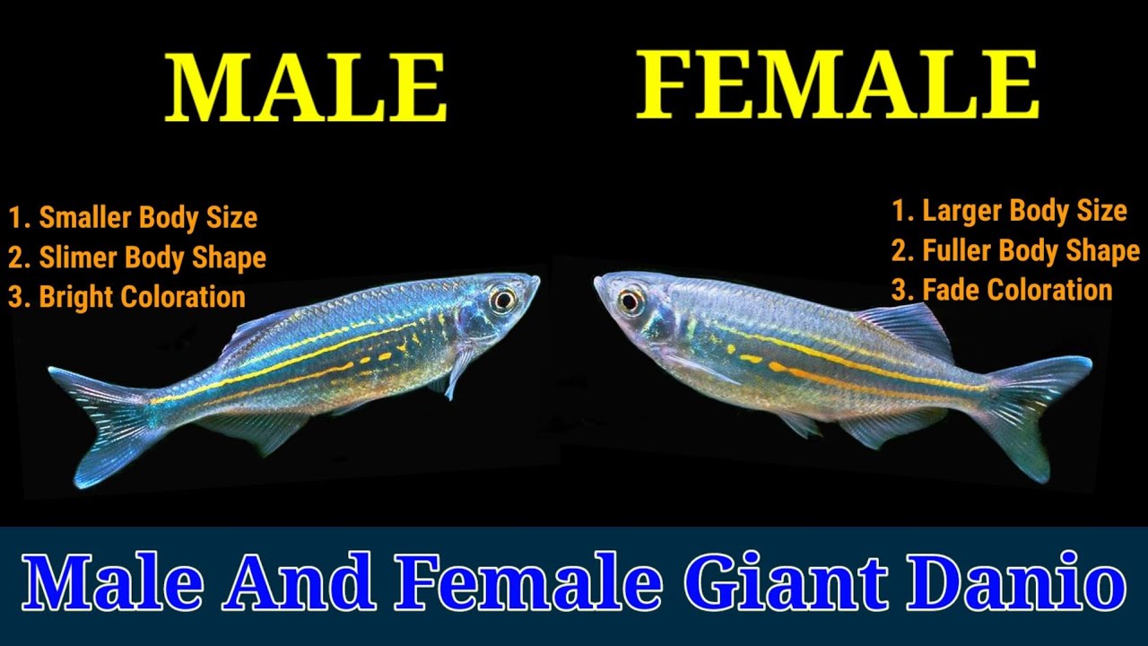 Giant Danio Male And Female Identification