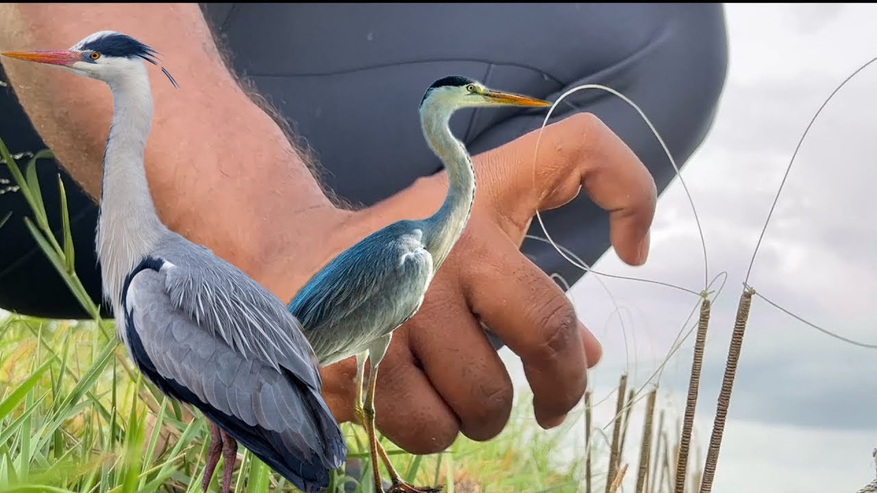 ఉచ్చులు వేశాము | hunting 