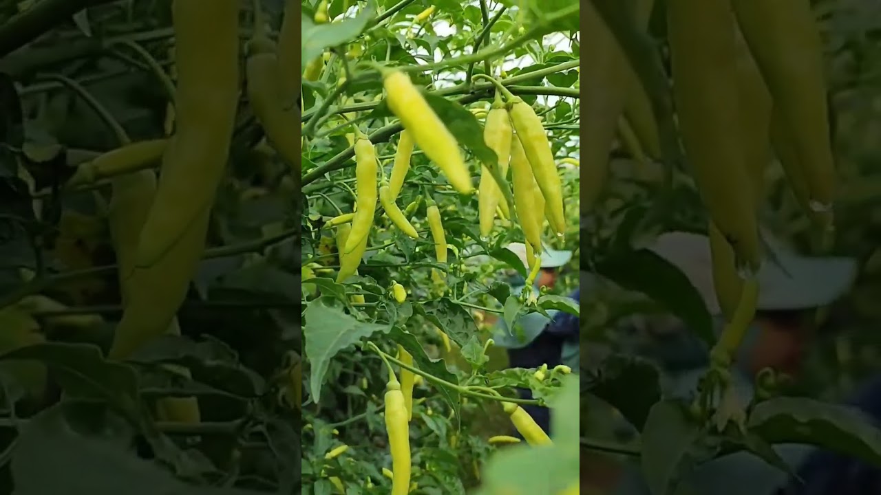cabe rawit betarus, cabe rawit tahan virus  #caberawit