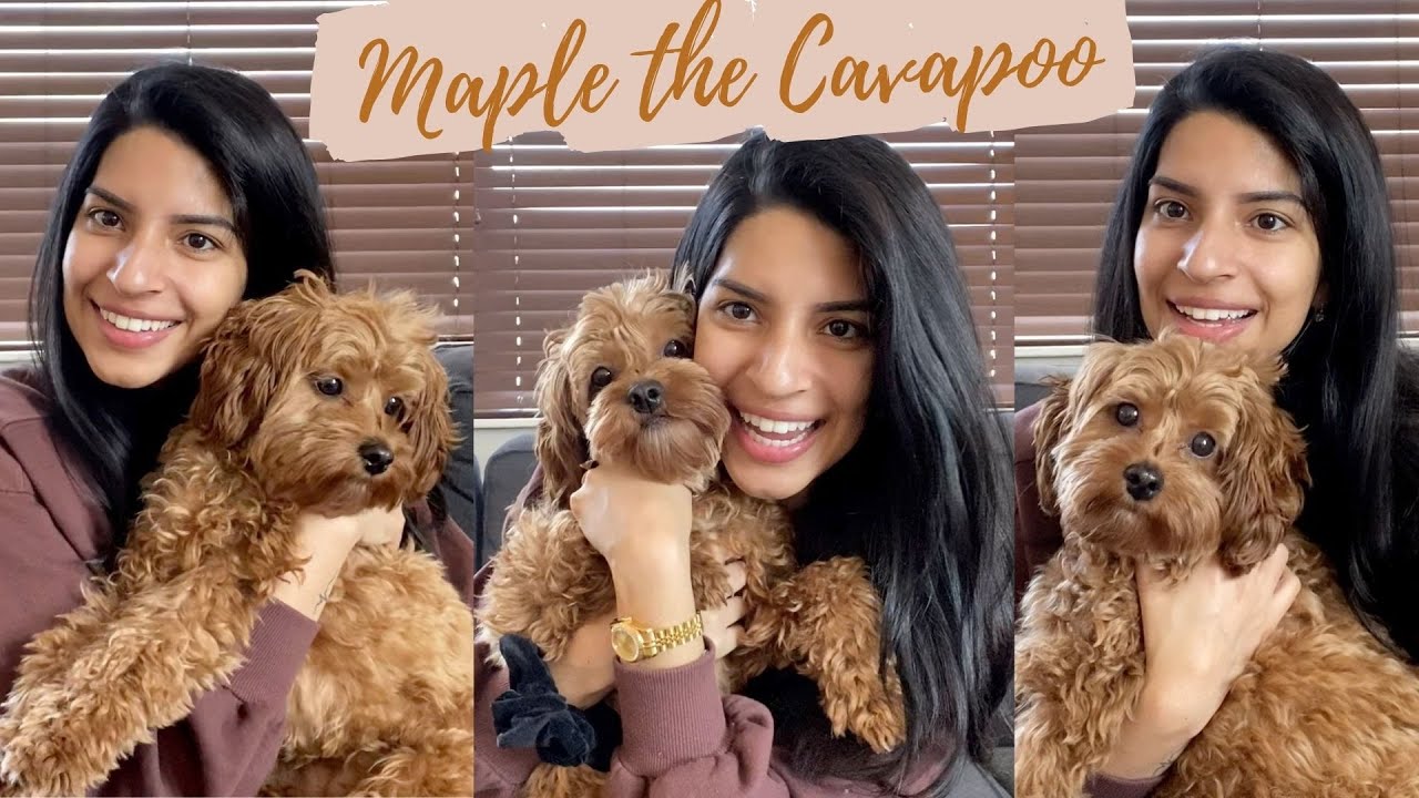 MEET MY CAVAPOO PUPPY| HOW TO HAVE A DOG DURING RESIDENCY