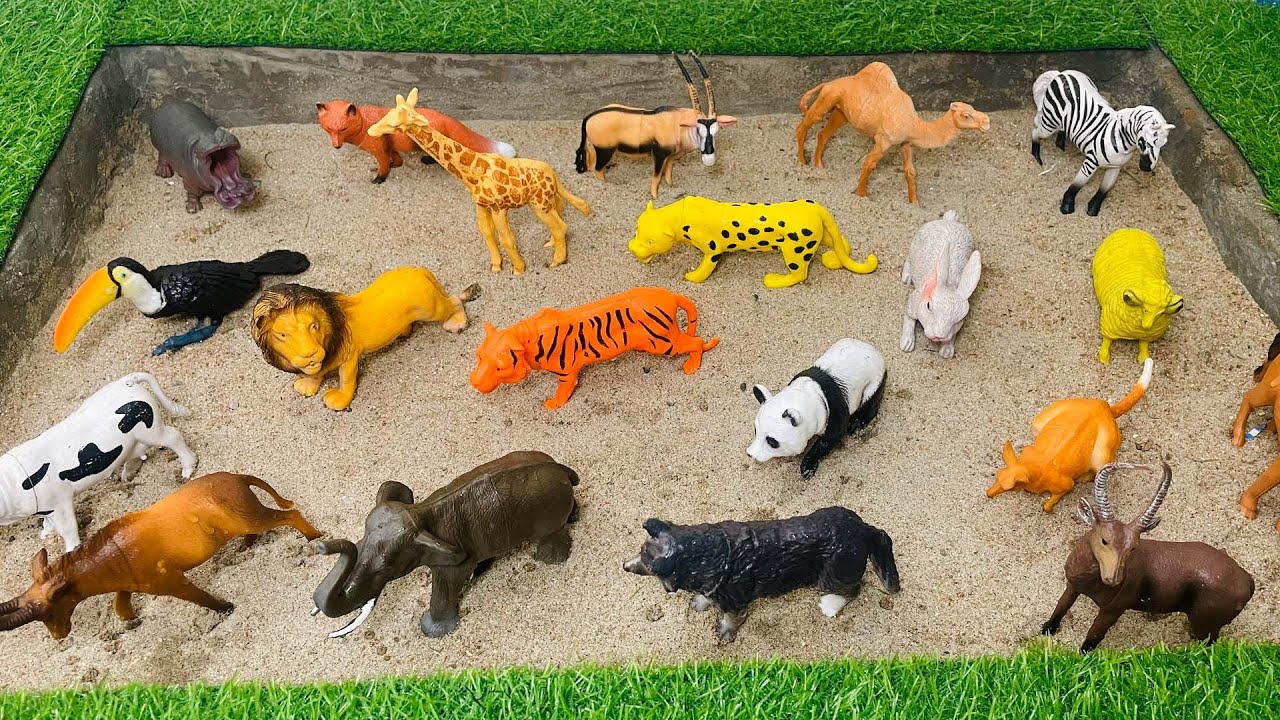 GIANT Animals for Kids! | How BIG Are They? 🐘 | Educational Wild Animal Video