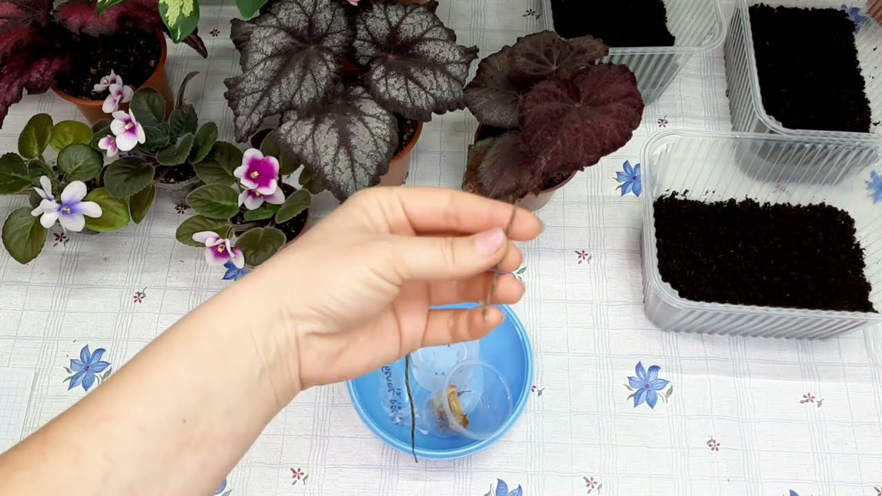 КАК ВЫРАСТИТЬ БЕГОНИЮ ИЗ СЕМЯН? Маленькие хитрости.