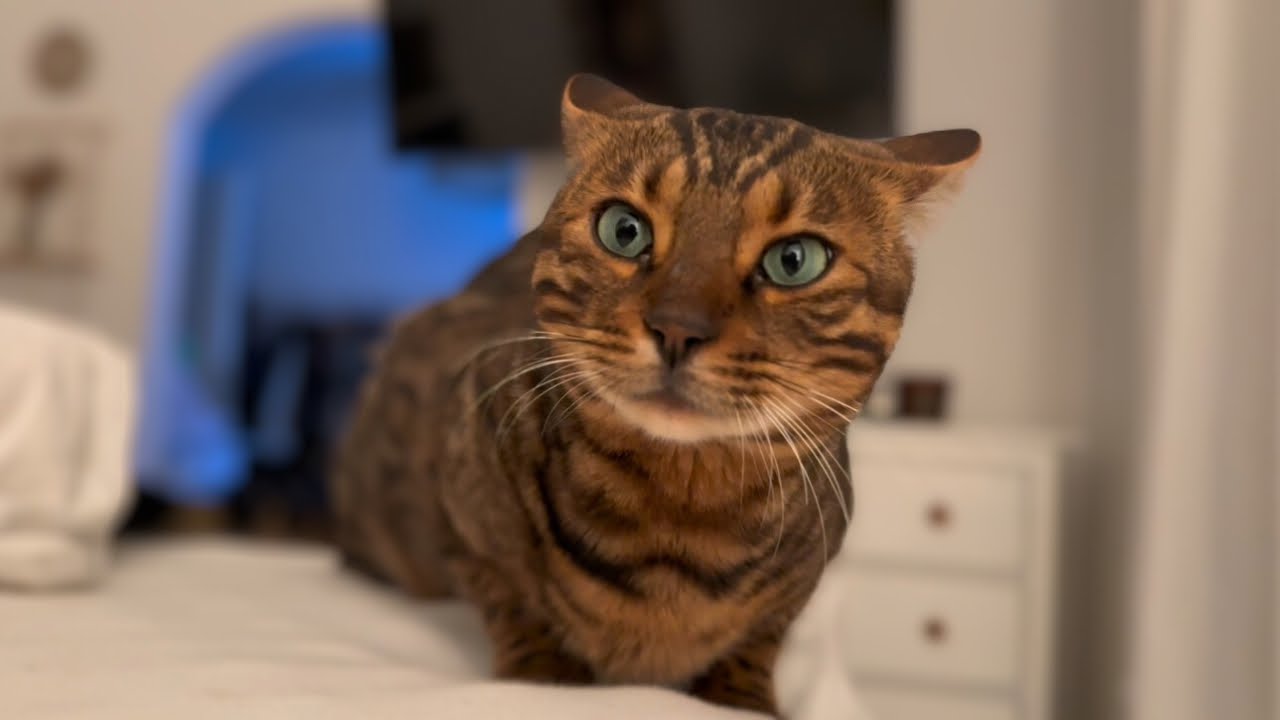 Wie werden die Katzen wohl auf ein menschliches Baby reagieren??