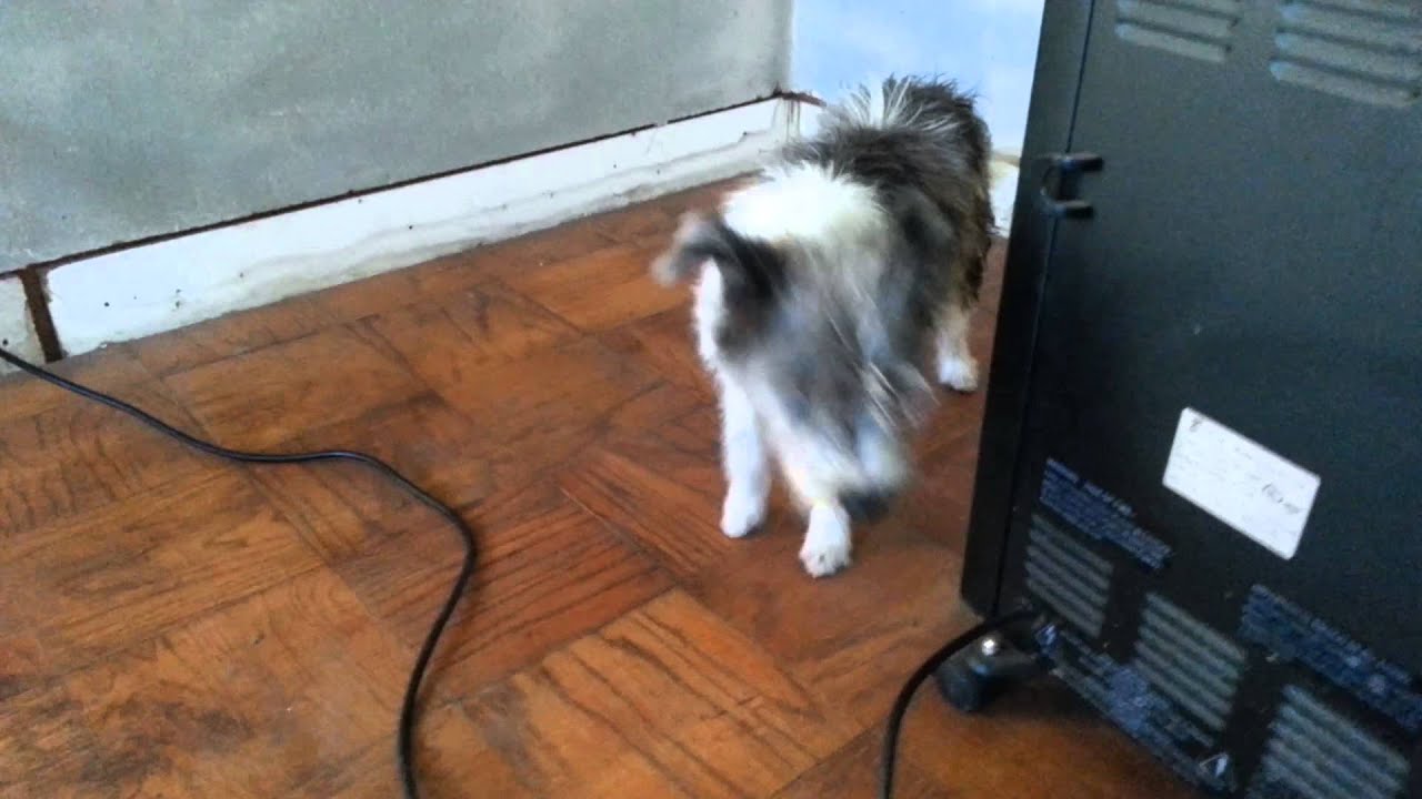 Fletcher Tracysdog