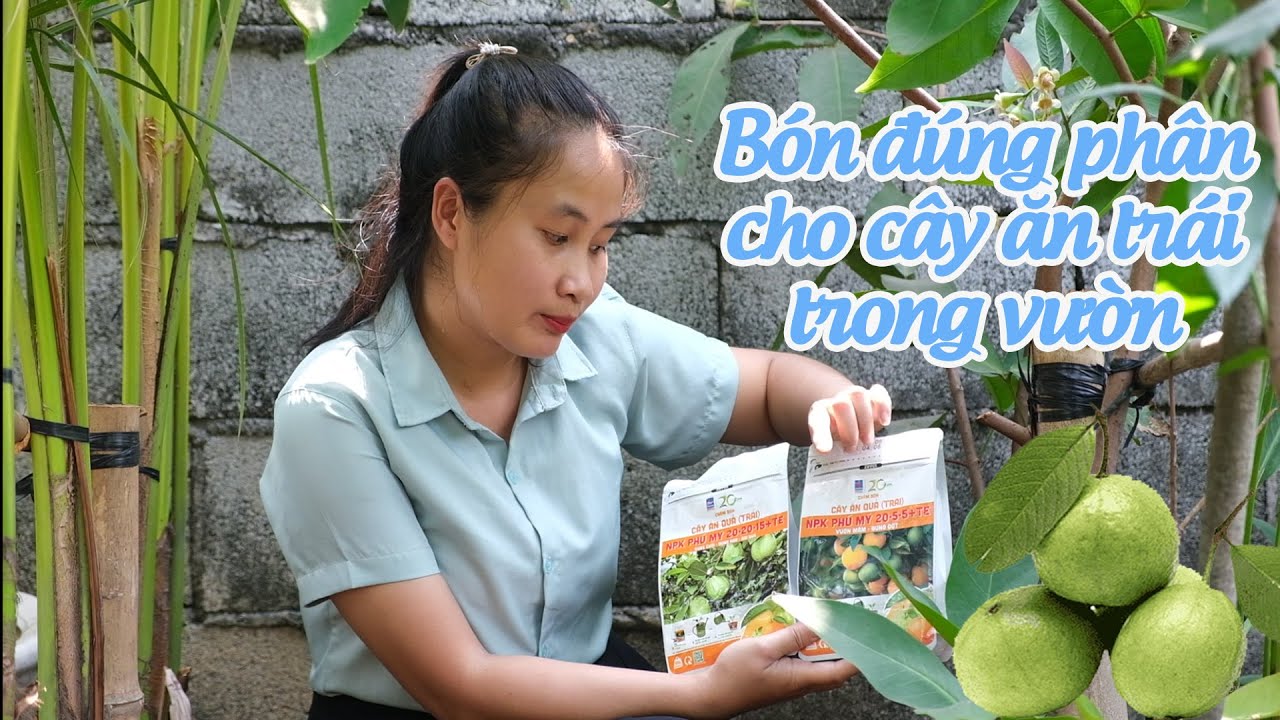 BẠN ĐÃ BÓN ĐÚNG PHÂN CHO CÂY ĂN TRÁI TRONG VƯỜN CỦA MÌNH CHƯA?