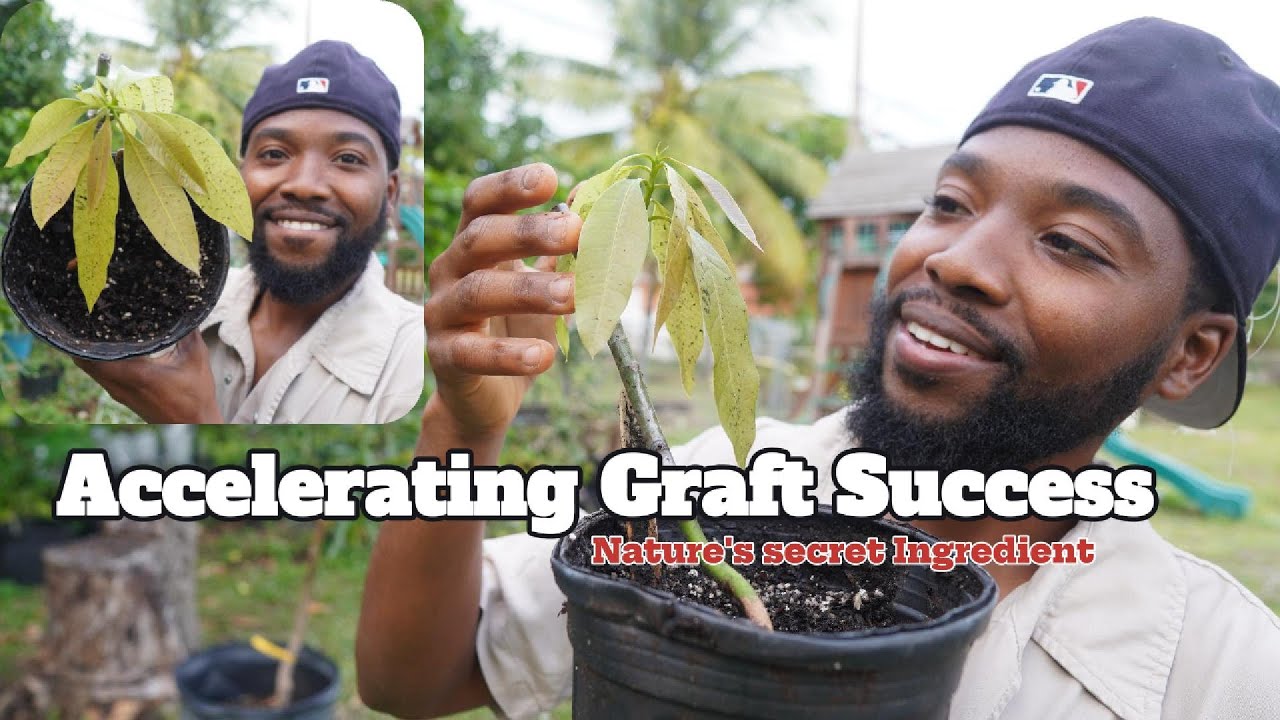 Accelerating Graft Success : Natures Secret Ingredient