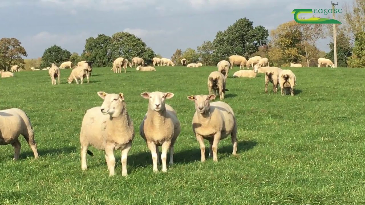 Sheep Grassland Farmer of the Year 2017