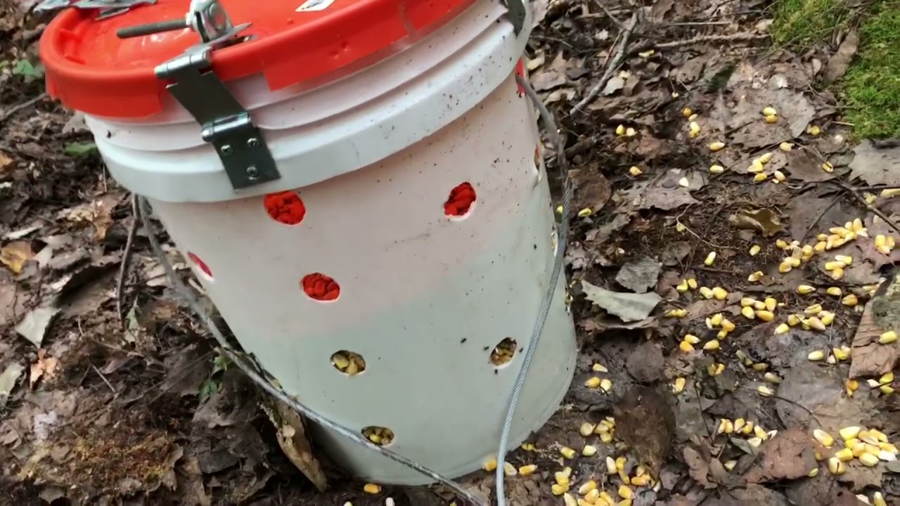 Black Bear Baiting 101