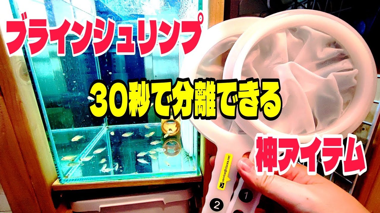 【30秒で分離】ブラインシュリンプの卵を分離できる神アイテムを紹介