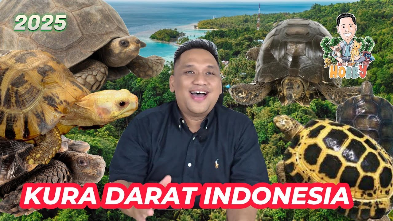 Kura Darat Asli Indonesia - 2025